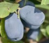 Жимолость сорт Indigo Gem